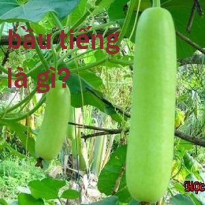 Nắm vững bản dịch chuẩn của từ quả bầu trong tiếng Anh - gourd