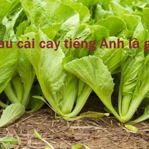 Mustard leaf - tên gọi loại rau cải cay trong tiếng Anh