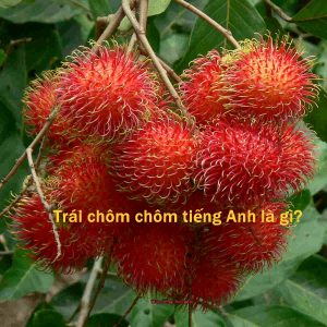 Tất cả thông tin liên quan đến từ trái chôm chôm trong tiếng Anh - rambutan.