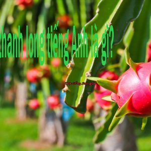 Trái thanh long trong tiếng Anh là cụm từ dragon fruit