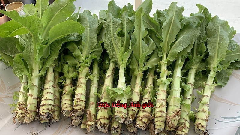 Cách phát âm và ví dụ minh họa cho cụm từ mountain jelly vegetables