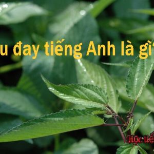 Bản dịch jute mallow - rau đay tiếng Anh phổ biến nhất.